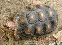 Chelonoidis (Geochelone) carbonarius - żabuti czarny